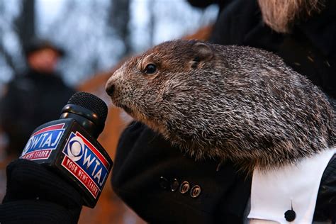 Published: Feb. 02, 2023, 4:30 a.m. Groundhog Club handler A.J. Dereume holds Punxsutawney Phil, the weather prognosticating groundhog, during the 136th celebration of Groundhog Day on Gobbler's ...